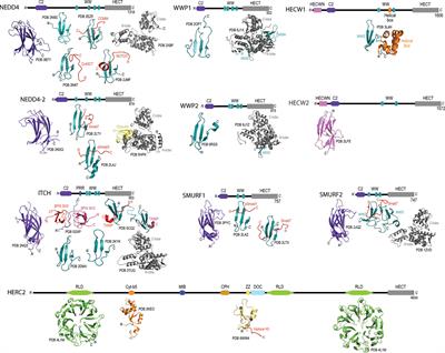 Exploring the Roles of HERC2 and the NEDD4L HECT E3 Ubiquitin Ligase Subfamily in p53 Signaling and the DNA Damage Response